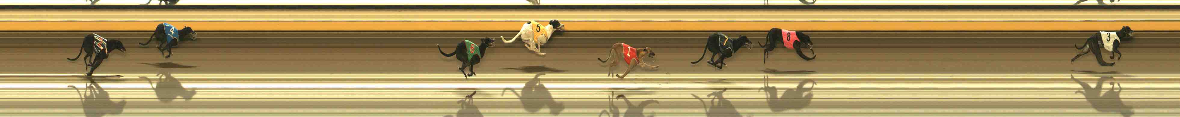 Photo finish for Warrnambool Race 9
