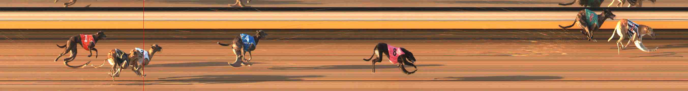 Photo finish for Warrnambool Race 8