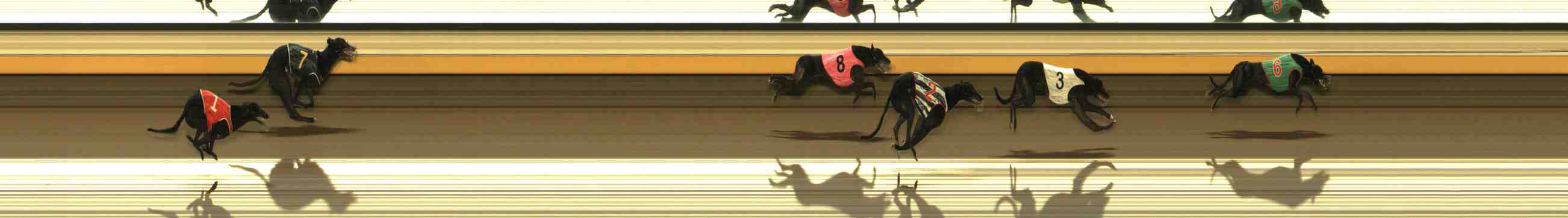 Photo finish for Warrnambool Race 10