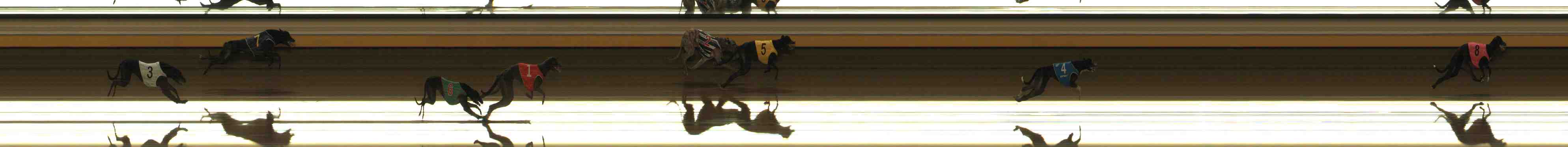 Photo finish for Warrnambool Race 6