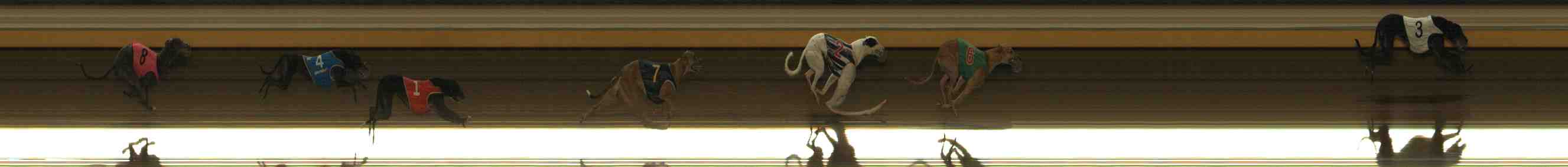 Photo finish for Warrnambool Race 7