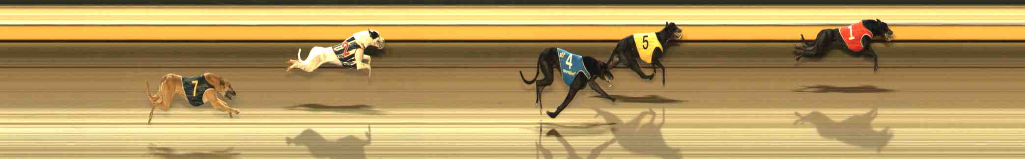 Photo finish for Warrnambool Race 11