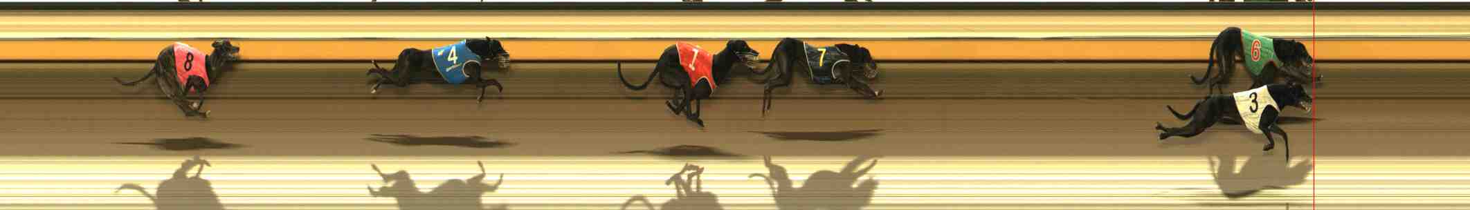 Photo finish for Warrnambool Race 8