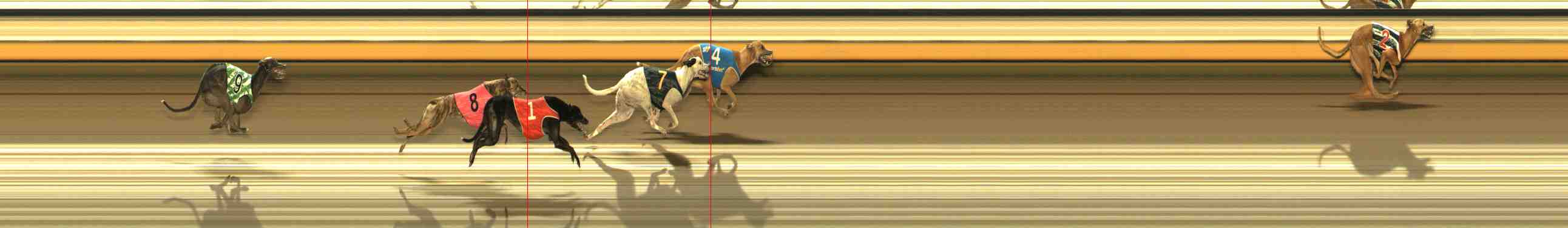 Photo finish for Warrnambool Race 8