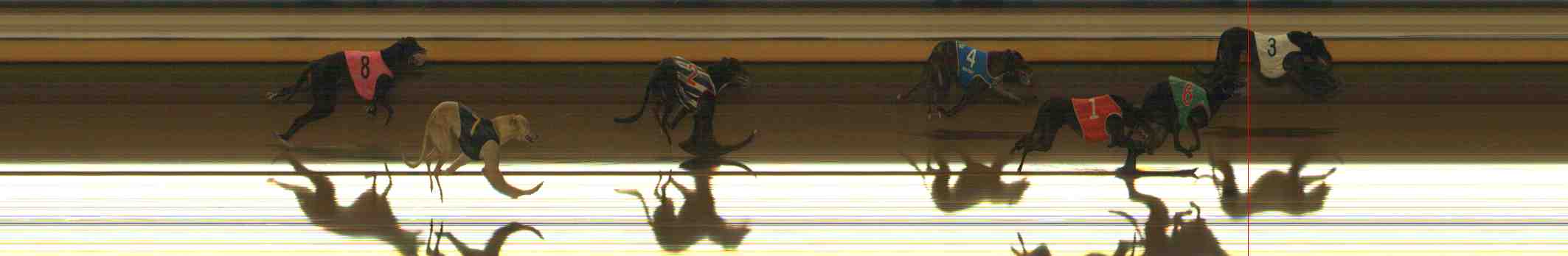 Photo finish for Warrnambool Race 13