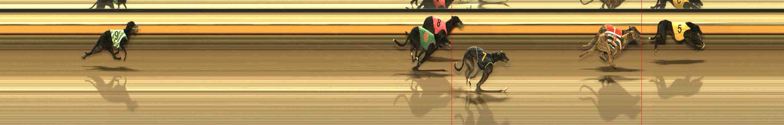 Photo finish for Warrnambool Race 8