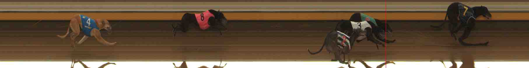 Photo finish for Warrnambool Race 8