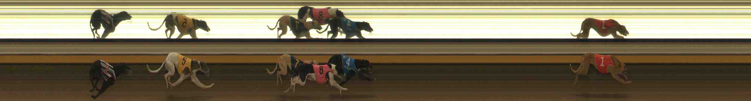 Photo finish for Warrnambool Race 9