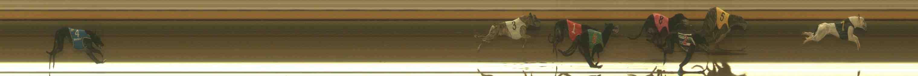 Photo finish for Warrnambool Race 10