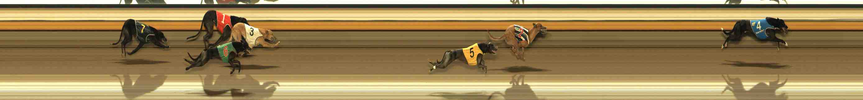 Photo finish for Warrnambool Race 8