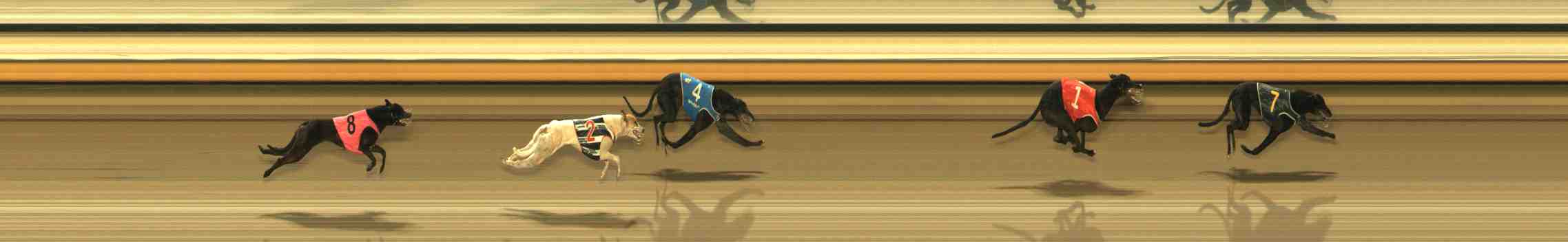 Photo finish for Warrnambool Race 10