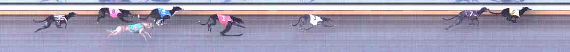 Photo finish for Warrnambool Race 9