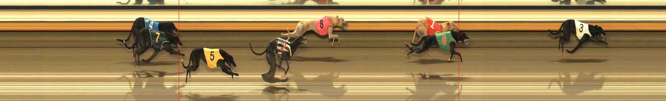 Photo finish for Warrnambool Race 8