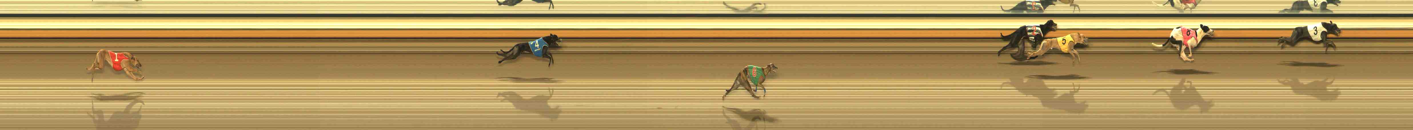 Photo finish for Warrnambool Race 8
