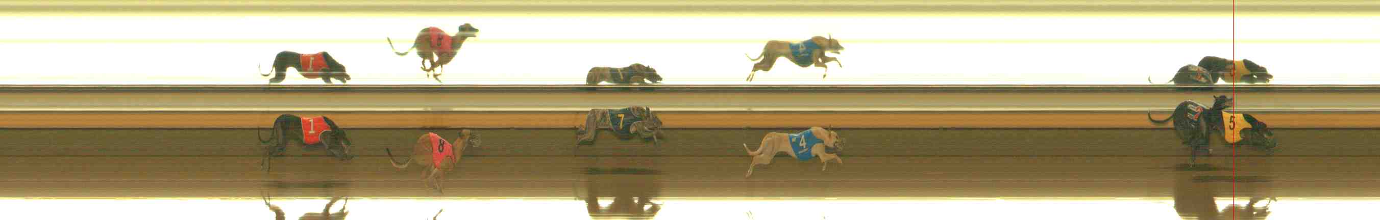 Photo finish for Warrnambool Race 10