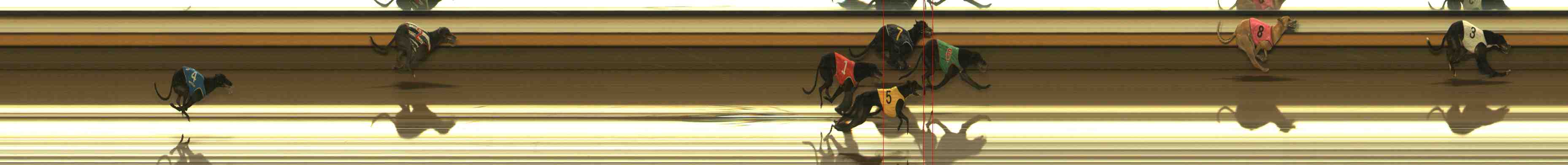 Photo finish for Warrnambool Race 8