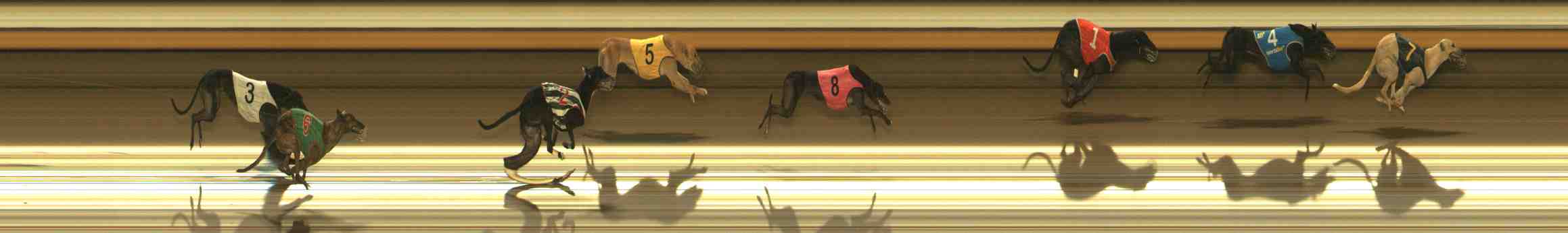 Photo finish for Warrnambool Race 11