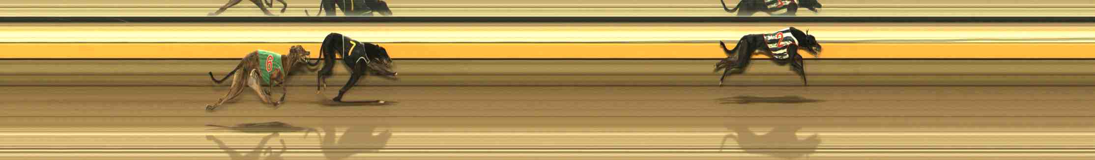 Photo finish for Warrnambool Race 8