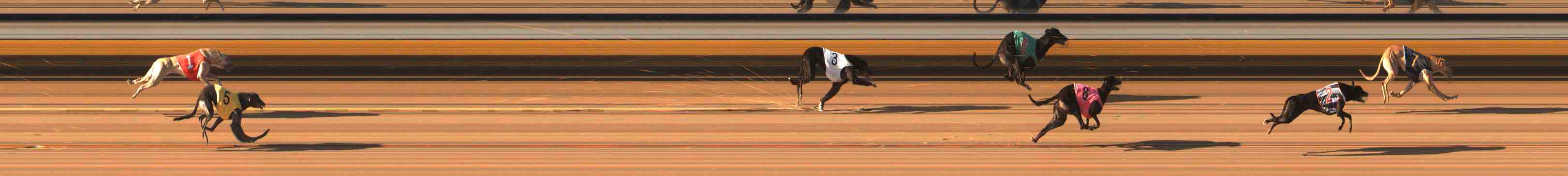 Photo finish for Warrnambool Race 7