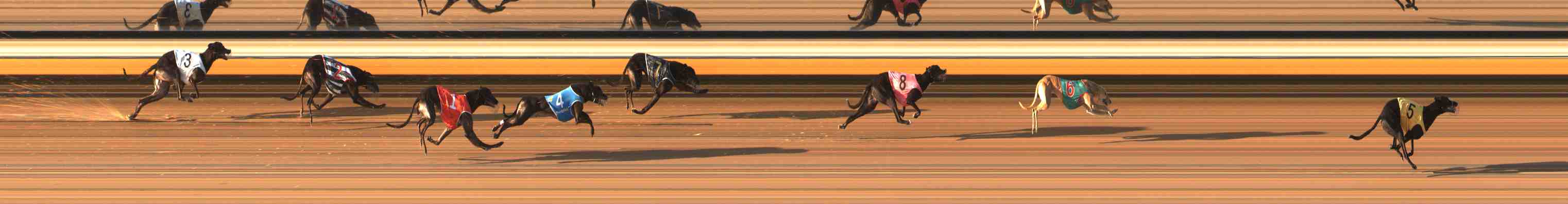 Photo finish for Warrnambool Race 8