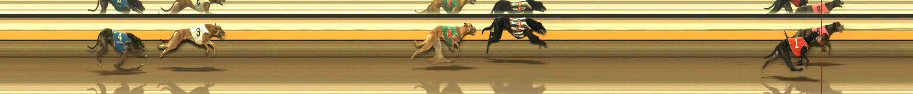 Photo finish for Warrnambool Race 8
