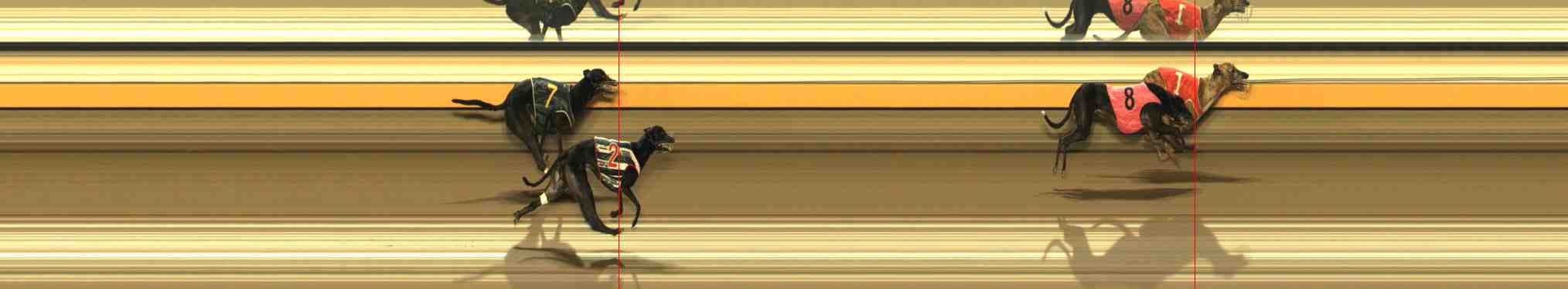 Photo finish for Warrnambool Race 9