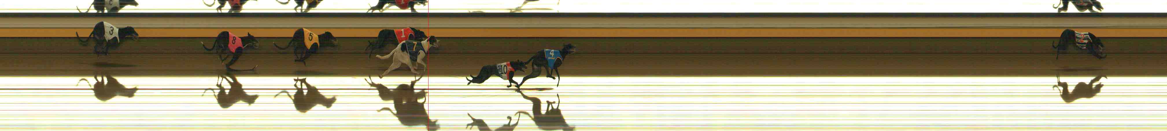 Photo finish for Warrnambool Race 1
