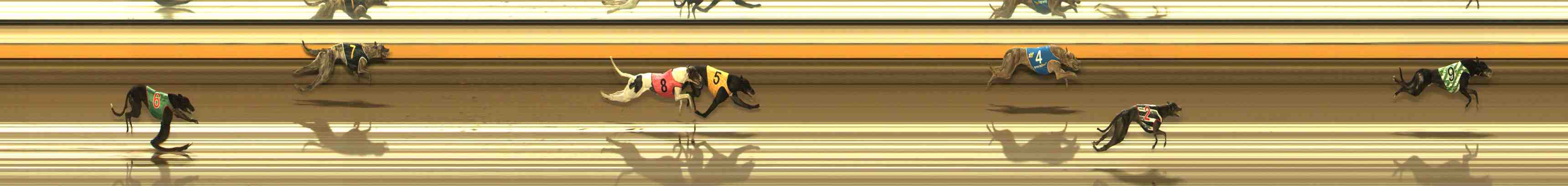 Photo finish for Warrnambool Race 10