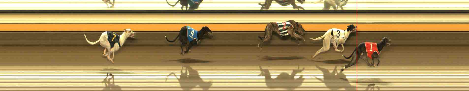 Photo finish for Warrnambool Race 8