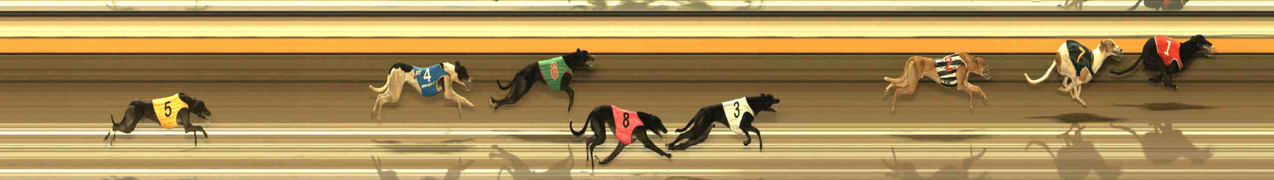 Photo finish for Warrnambool Race 8