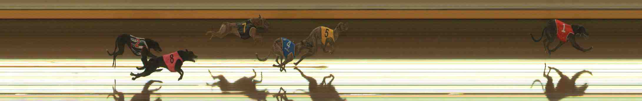 Photo finish for Warrnambool Race 1
