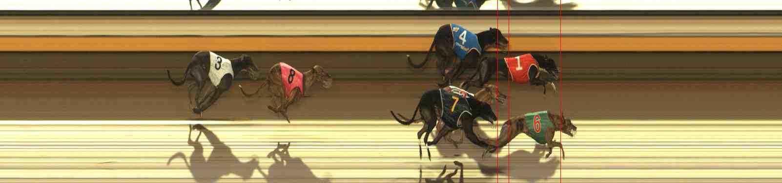 Photo finish for Warrnambool Race 8