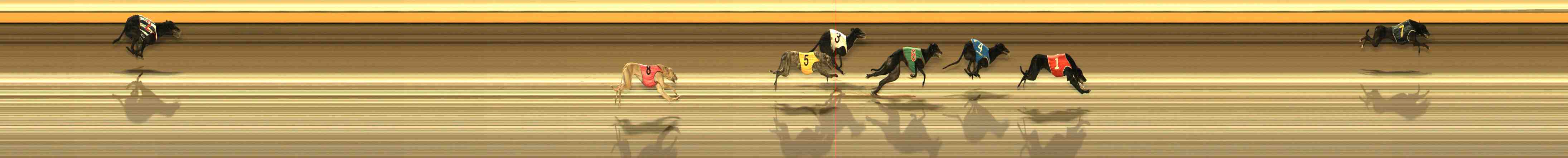 Photo finish for Warrnambool Race 12