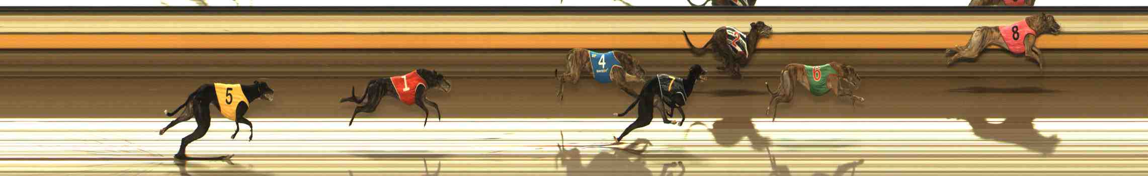 Photo finish for Warrnambool Race 8