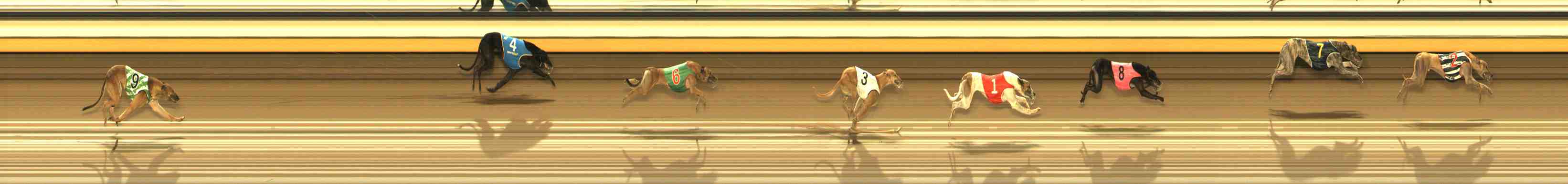 Photo finish for Warrnambool Race 11