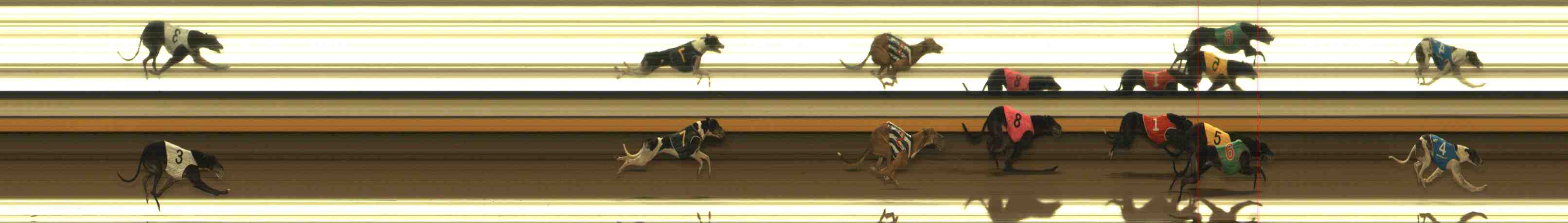 Photo finish for Warrnambool Race 8