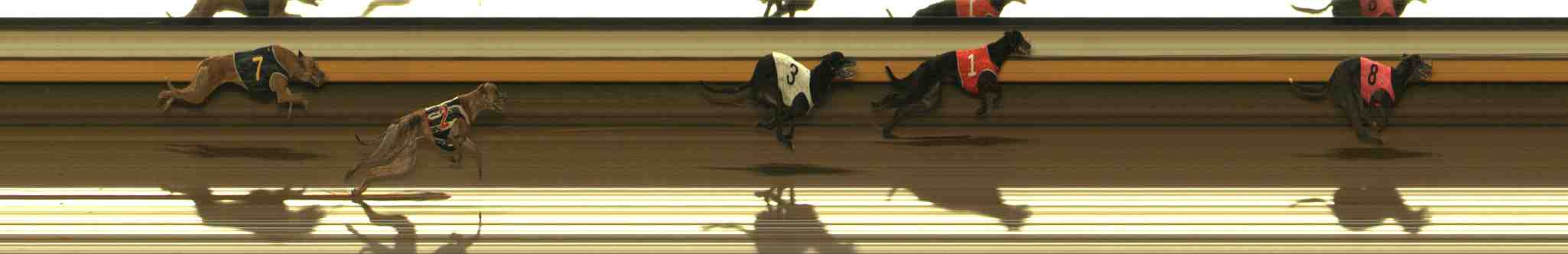 Photo finish for Warrnambool Race 9