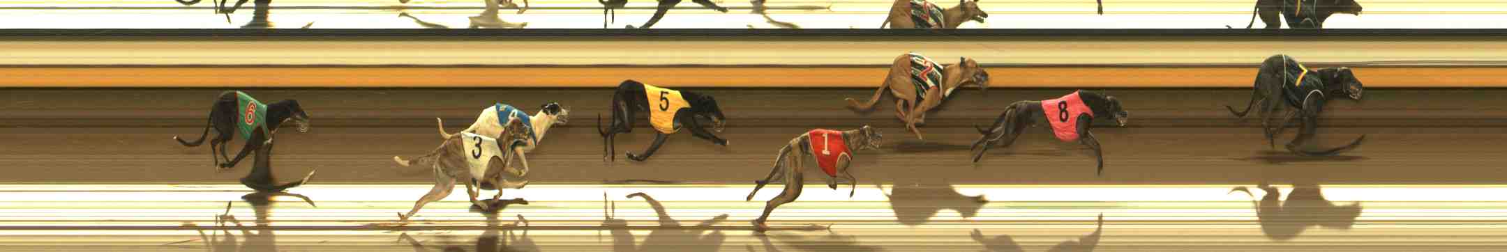 Photo finish for Warrnambool Race 7